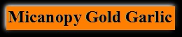 Micanopy Gold Marinated Garlic